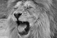 Fauna