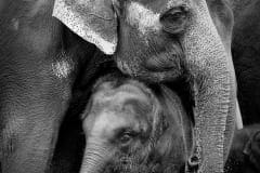 Fauna