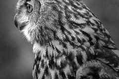 Fauna