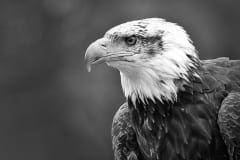 Fauna